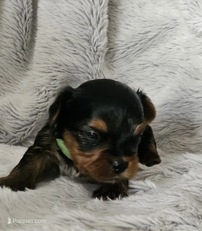 Toby – Yorkshire Terrier puppy for sale in Turlock, CA