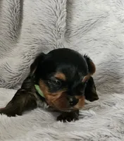 Toby, a male Yorkshire Terrier for sale in Turlock, CA – 1 of 4