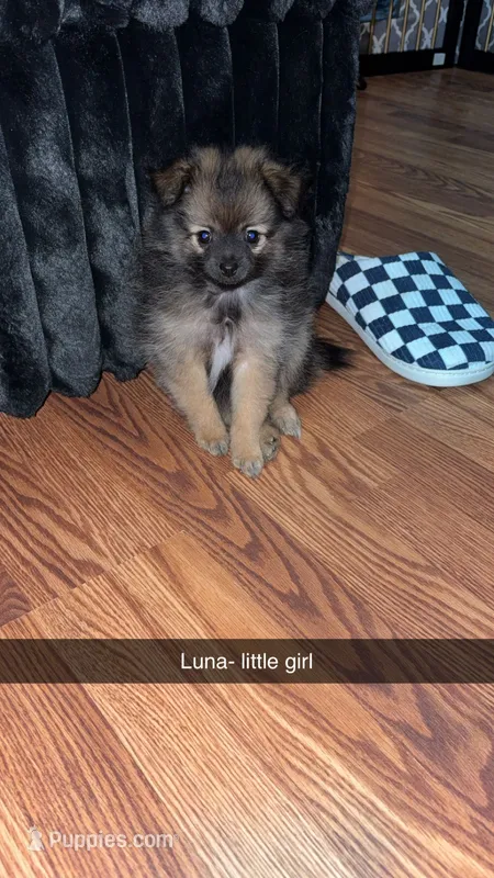 Luna – Pomeranian puppy for sale in Turlock, CA