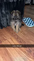 Luna, a female Pomeranian for sale in Turlock, CA – 1 of 4