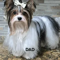 Brodie, a male Yorkshire Terrier for sale in Turlock, CA – 4 of 4