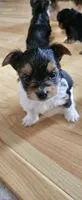 Winston (Briewer), a male Yorkshire Terrier for sale in Turlock, CA – 2 of 7