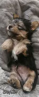 Grayson, a male Yorkshire Terrier for sale in Turlock, CA – 4 of 7