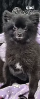 Luna, a female Pomeranian for sale in Turlock, CA – 4 of 4