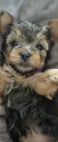 Bella - Sold, a female Yorkshire Terrier for sale in Turlock, CA – 5 of 5