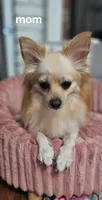 Luna, a female Pomeranian for sale in Turlock, CA – 3 of 4