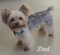 Chase, a male Yorkshire Terrier for sale in Turlock, CA – 4 of 4