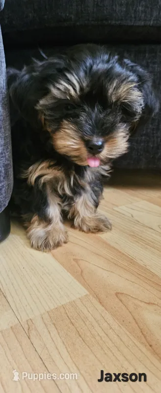 Jaxson – Yorkshire Terrier puppy for sale in Turlock, CA