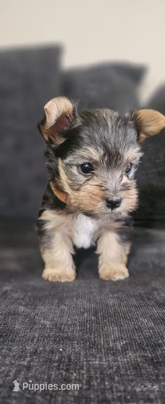 Grayson – Yorkshire Terrier puppy for sale in Turlock, CA