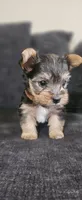 Grayson, a male Yorkshire Terrier for sale in Turlock, CA – 3 of 7