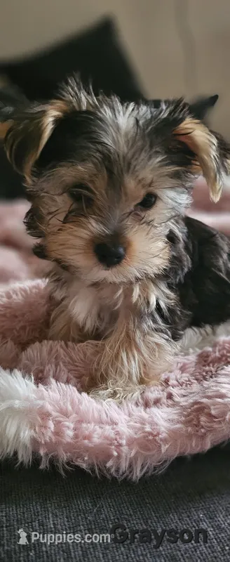 Grayson – Yorkshire Terrier puppy for sale in Turlock, CA
