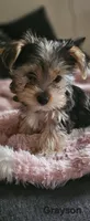 Grayson, a male Yorkshire Terrier for sale in Turlock, CA – 1 of 7