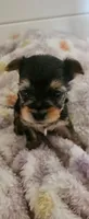Chase, a male Yorkshire Terrier for sale in Turlock, CA – 2 of 4