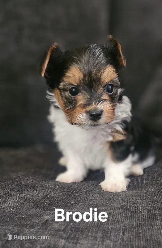 Brodie (Briewer) – Yorkshire Terrier puppy for sale in Turlock, CA