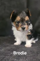 Brodie (Briewer), a male Yorkshire Terrier for sale in Turlock, CA – 1 of 5