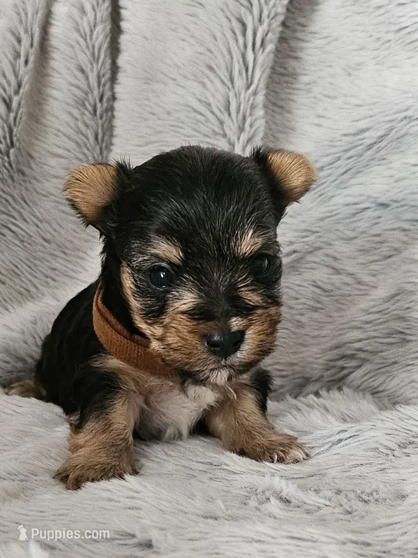 Grayson – Yorkshire Terrier puppy for sale in Turlock, CA