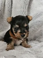 Grayson, a male Yorkshire Terrier for sale in Turlock, CA – 1 of 3
