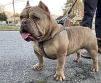 Rusa, a female American Bully for sale in Colonial Heights, VA – 2 of 8