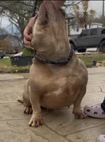 Rusa, a female American Bully for sale in Colonial Heights, VA – 3 of 8