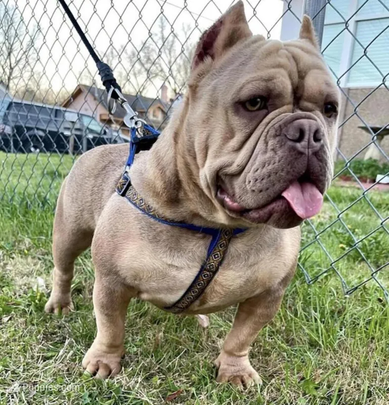 Rusa – American Bully puppy for sale in Colonial Heights, VA