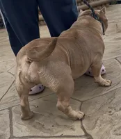 Rusa, a female American Bully for sale in Colonial Heights, VA – 5 of 8