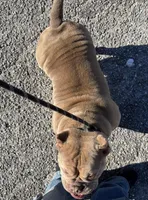 Rusa, a female American Bully for sale in Colonial Heights, VA – 8 of 8