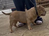Rusa, a female American Bully for sale in Colonial Heights, VA – 4 of 8