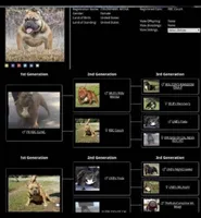 Rusa, a female American Bully for sale in Colonial Heights, VA – 7 of 8