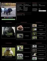 Rusa, a female American Bully for sale in Colonial Heights, VA – 6 of 8