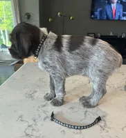 Black, a male Wirehaired Pointing Griffon for sale in Pleasantville, IA – 2 of 9