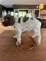 Black, a male Wirehaired Pointing Griffon for sale in Pleasantville, IA – 6 of 9