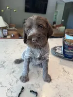 Black, a male Wirehaired Pointing Griffon for sale in Pleasantville, IA – 3 of 9