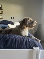 Orange, a female Wirehaired Pointing Griffon for sale in Pleasantville, IA – 7 of 8