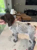 Red, a female Wirehaired Pointing Griffon for sale in Pleasantville, IA – 2 of 6