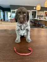 Red, a female Wirehaired Pointing Griffon for sale in Pleasantville, IA – 3 of 6