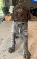 Black, a male Wirehaired Pointing Griffon for sale in Pleasantville, IA – 1 of 9