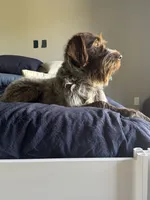 Orange, a female Wirehaired Pointing Griffon for sale in Pleasantville, IA – 8 of 8