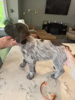 Orange, a female Wirehaired Pointing Griffon for sale in Pleasantville, IA – 4 of 8