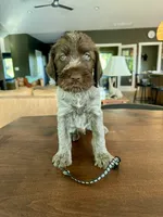 Black, a male Wirehaired Pointing Griffon for sale in Pleasantville, IA – 4 of 9