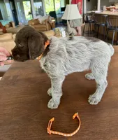 Orange, a female Wirehaired Pointing Griffon for sale in Pleasantville, IA – 5 of 8