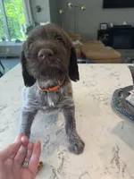 Orange, a female Wirehaired Pointing Griffon for sale in Pleasantville, IA – 1 of 8
