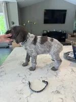 Black, a male Wirehaired Pointing Griffon for sale in Pleasantville, IA – 5 of 9