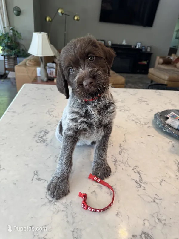 Red – Wirehaired Pointing Griffon puppy for sale in Pleasantville, IA