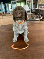 Orange, a female Wirehaired Pointing Griffon for sale in Pleasantville, IA – 2 of 8