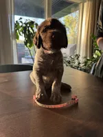 Orange, a female Wirehaired Pointing Griffon for sale in Pleasantville, IA – 3 of 8
