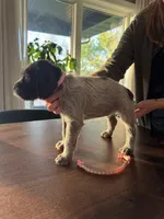 Orange, a female Wirehaired Pointing Griffon for sale in Pleasantville, IA – 6 of 8
