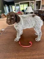 Red, a female Wirehaired Pointing Griffon for sale in Pleasantville, IA – 4 of 6