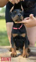 Saint, a male Doberman Pinscher for sale in North Carolina, NC – 2 of 9