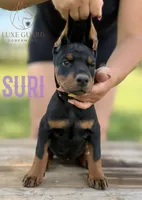 Suri, a female Doberman Pinscher for sale in North Carolina, NC – 9 of 9
