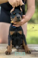 Styles, a male Doberman Pinscher for sale in North Carolina, NC – 2 of 9